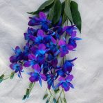 Purple blue galaxy orchid stems