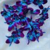 25 turquoise purple silk galaxy blooms