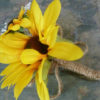 Sunflower corsage, boutonniere, button hole with baby's breath - Image 2