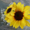 Sunflower corsage, boutonniere, button hole with baby's breath - Image 3