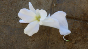 Calla lily orchid boutonniere, ivory, white calla boutonnier