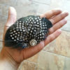 Black, guinea, polka dot feather clip, feather accessory, feather fascinator - Image 3