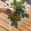 Calla lily and rose cascading bouquet - Image 7
