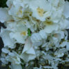 Ivory, light champagne cascading bouquet, cascading bridal bouquet, ivory bridal bouquet - Image 2