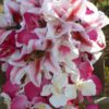 Pink fuchsia orchid and tiger lily cascading bouquet - Image 3